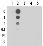 5-Formylcytosine (5-fC) antibody (pAb) tested by dot blot analysis.