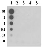 5-Carboxylcytosine (5-caC) antibody (pAb) tested by dot blot analysis.