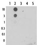 5-Formylcytosine (5-fC) antibody (pAb) tested by dot blot analysis.