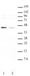 KLF6 antibody (pAb) tested by Western blot.