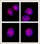 MOF / MYST1 antibody (pAb) tested by immunofluorescence.