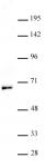 MOF / MYST1 antibody (pAb) tested by Western blot.