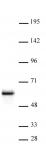 NonO antibody (pAb) tested by Western blot.
