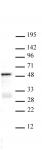 SMAD3 antibody (pAb) tested by Western blot.