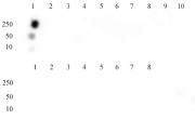 Histone H3K9ac antibody (mAb) tested by dot blot analysis.