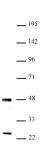 UTF1 antibody (pAb) tested by Western blot.
