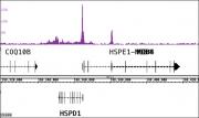ChIP-Seq analysis of CTBP2 (pAb) 