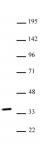 NKX2.5 antibody (pAb) tested by Western blot.