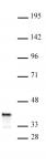 PDX1 antibody (pAb) tested by Western blot.