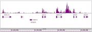 MLL / HRX antibody (pAb) tested by ChIP-Seq.