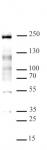 MLL / HRX antibody (pAb) tested by Western blot.