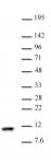 Histone H4 antibody (pAb) tested by Western blot.