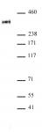 RNA Pol II CTD phospho Thr4 antibody (pAb) tested by Western blot.