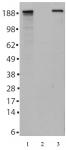 Tet2 antibody (mAb) tested by Western blot.