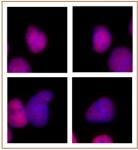 p300 antibody (mAb) tested by immunofluorescence.