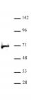RBBP5 antibody (pAb) tested by Western blot.