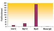 Histone H3K27me2 antibody (mAb) tested by ChIP.
