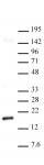 Histone H3K27me2 antibody (mAb) tested by Western blot.
