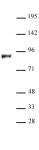KDM1B / LSD2 antibody (pAb) tested by Western blot.