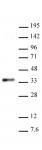 RYBP antibody (pAb) tested by Western blot.