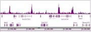 CDK8 antibody (pAb) tested by ChIP-Seq.
