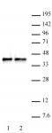 WDR5 antibody (pAb) tested by Western blot.