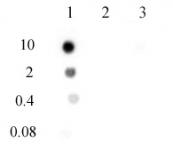 N6-Methyladenosine (m6A) antibody (pAb) tested by dot blot analysis.