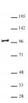 BAP1 antibody (pAb) tested by Western blot.