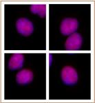 RBPJ antibody (mAb) tested by immunofluorescence.