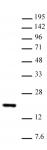 Histone H3K14me1 antibody (pAb) tested by Western blot.