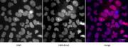 Histone H3K14me1 antibody (pAb) tested by immunofluorescence.