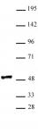 RING1 antibody (pAb) tested by Western blot.