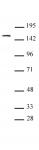 BRPF1 antibody (pAb) tested by Western blot.