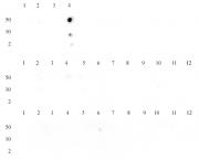 Histone H3K14me3 antibody (pAb) tested by dot blot analysis.