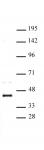 CDK9 antibody (pAb) tested by Western blot.