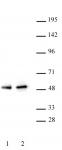 PAX5 antibody (pAb) tested by Western blot.