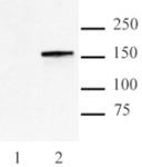 Cas9 antibody (mAb) tested by Western blot.