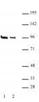 EZH1 antibody (pAb) tested by Western blot.
