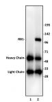 RB1 antibody (pAb) tested by immunoprecipitation.