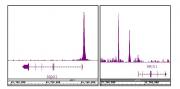 NRF2 antibody (pAb) tested by ChIP-Seq.