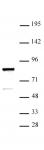 ARID3A antibody (pAb) tested by Western blot.
