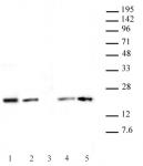 Histone H3.1 / 3.2 antibody (mAb) tested by Western blot.