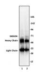 SMAD4 antibody (pAb) tested by immunoprecipitation.