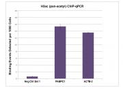 Histone H3ac (pan-acetyl) antibody (pAb) tested by ChIP.