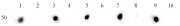 Histone H3ac (pan-acetyl) antibody (pAb) tested by dot blot analysis.