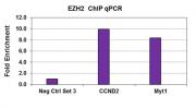 EZH2 antibody (pAb) tested by ChIP.