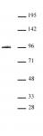 STAT3 antibody (pAb) tested by Western blot.