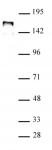 NCOA1 antibody (pAb) tested by Western blot.