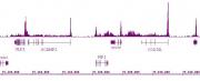 RNA pol II CTD Ser2ph / Ser5ph antibody (mAb) tested by ChIP-Seq.