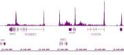 RNA pol II antibody (mAb) tested by ChIP-Seq.